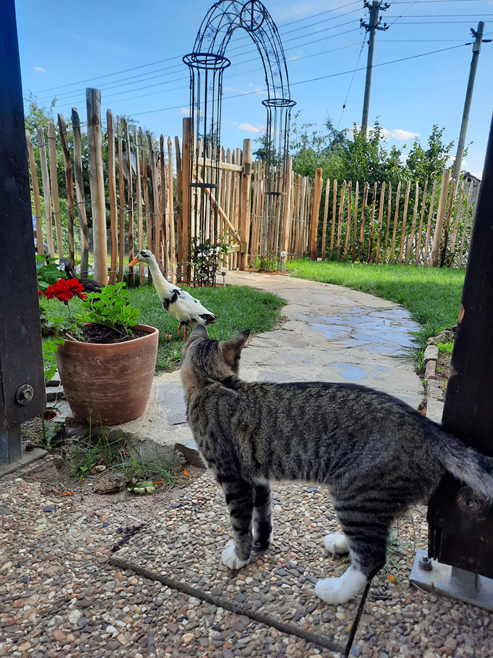 Staketenzaun englisch Garteneinfassung mit Gans und Katze